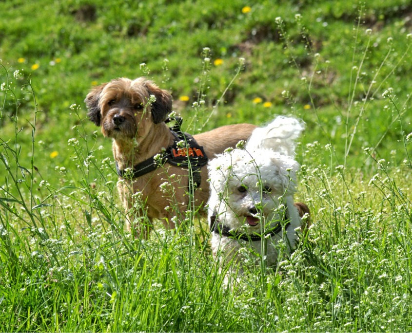 dog-1429536_1920